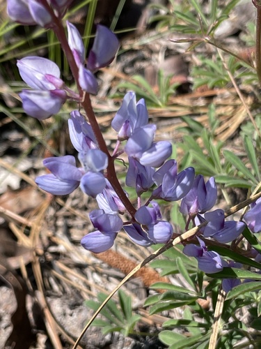 Wild Lupine detail
