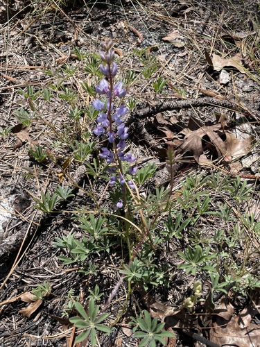 Wild Lupine detail