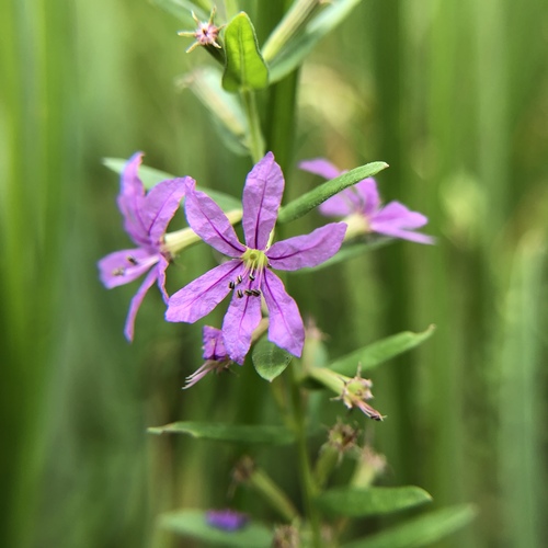 Winged Loosestrife detail
