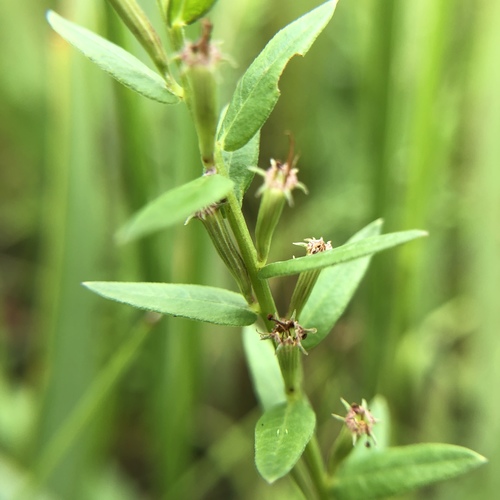Winged Loosestrife detail
