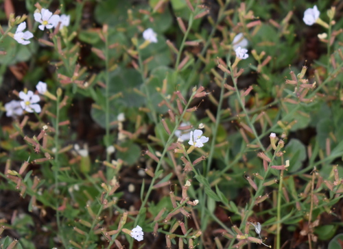 Winged Loosestrife detail