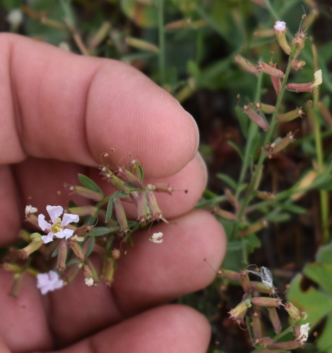 Winged Loosestrife detail