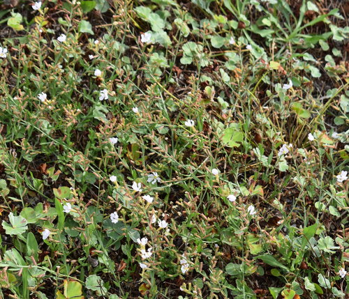 Winged Loosestrife detail