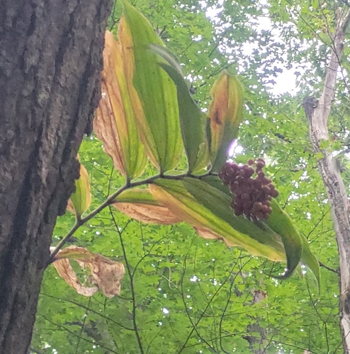 False Solomon's Seal detail