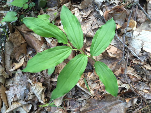 False Solomon's Seal detail