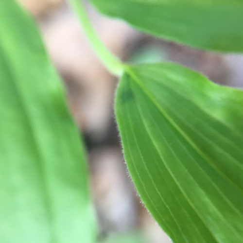 False Solomon's Seal detail