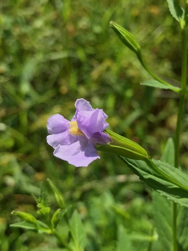Monkey Flower detail