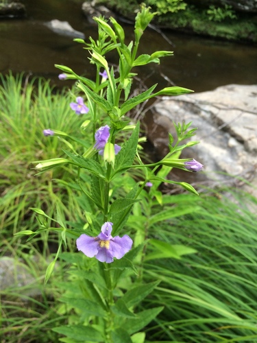 Monkey Flower detail