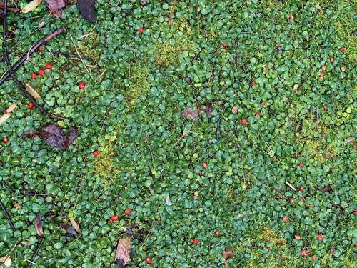 Partridge Berry detail