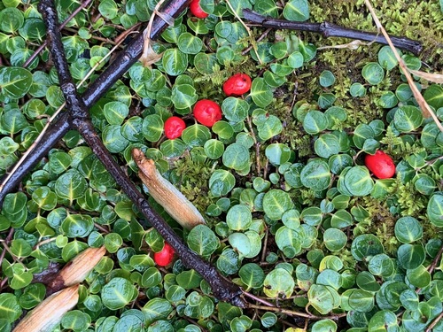 Partridge Berry detail