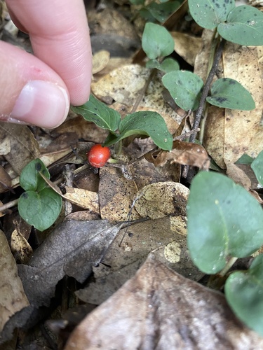 Partridge Berry detail