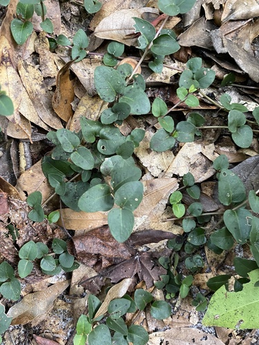 Partridge Berry detail