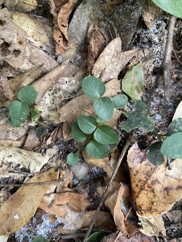 Partridge Berry detail