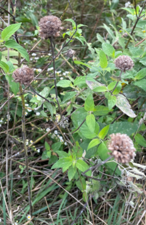 Wild Bergamot detail