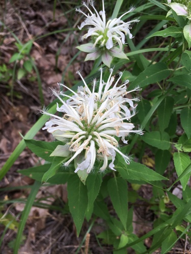 Wild Bergamot detail