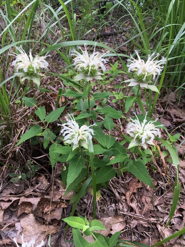Wild Bergamot detail