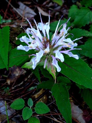 Wild Bergamot detail