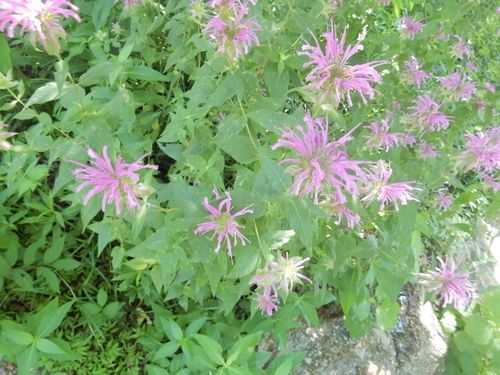Wild Bergamot detail