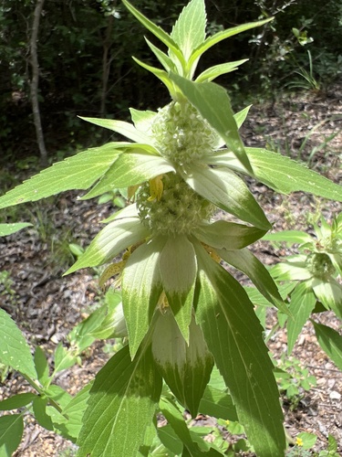 Spotted Bee Balm detail