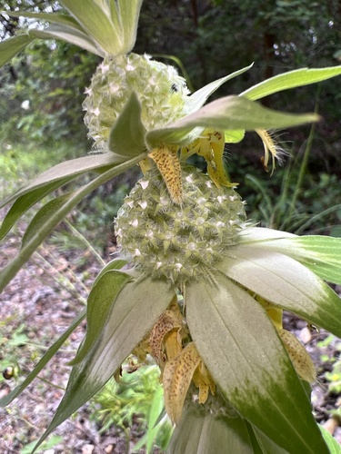 Spotted Bee Balm detail