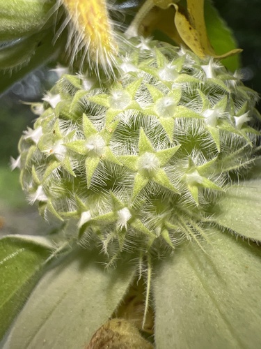 Spotted Bee Balm detail