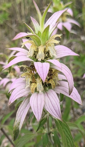 Spotted Bee Balm detail