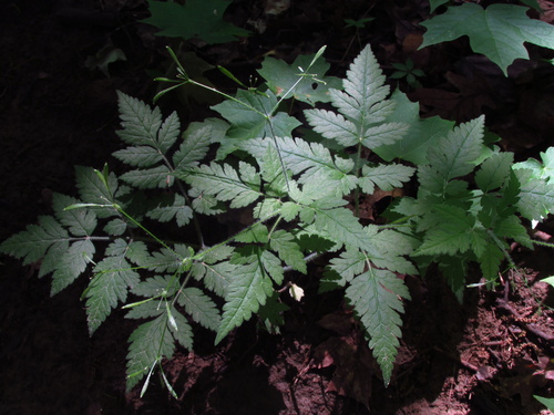 Sweet Cicely detail