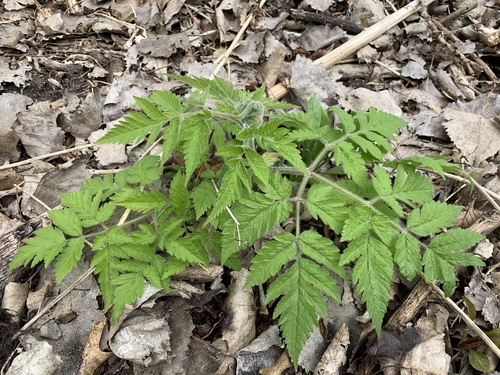 Sweet Cicely detail