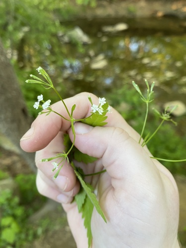 Sweet Cicely detail