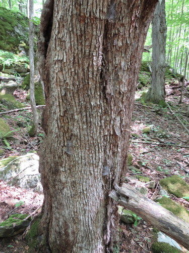 American Hop Hornbeam detail