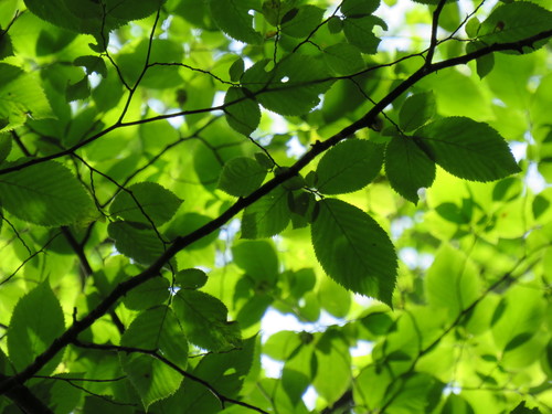 American Hop Hornbeam detail