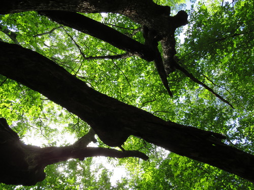 American Hop Hornbeam detail