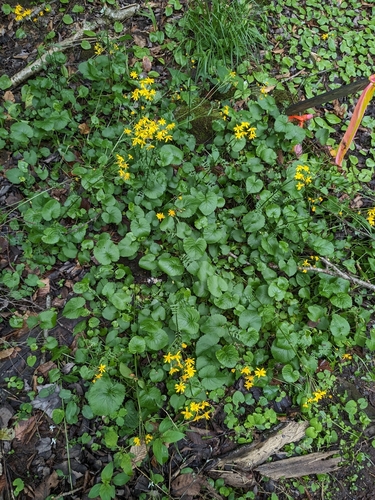 Golden Ragwort detail