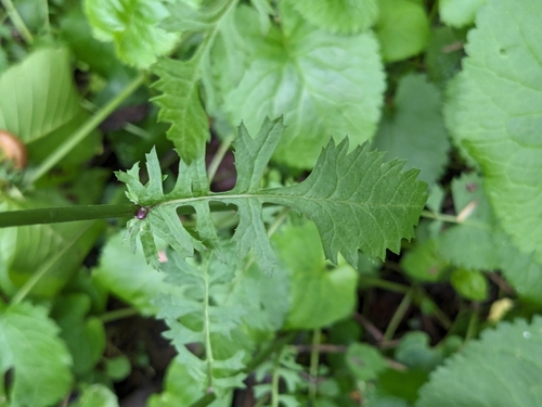 Golden Ragwort detail