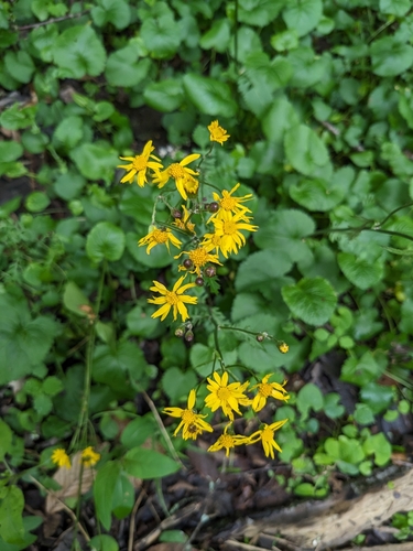 Golden Ragwort detail