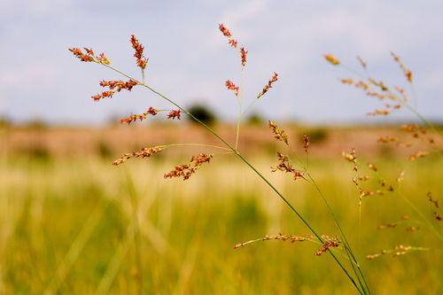 Switch Grass detail