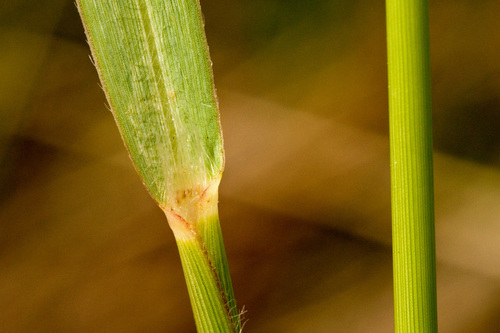 Switch Grass detail