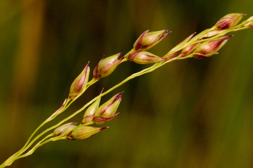 Switch Grass detail