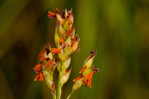 Switch Grass detail