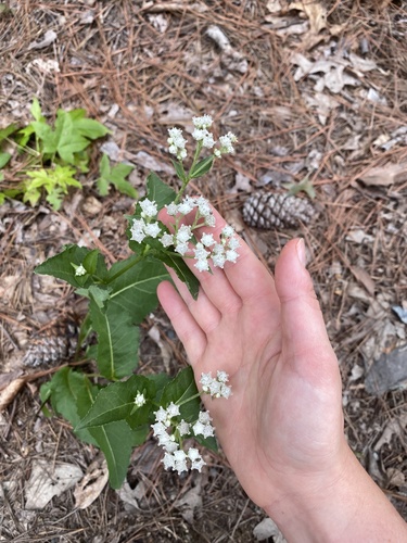 Wild Quinine detail