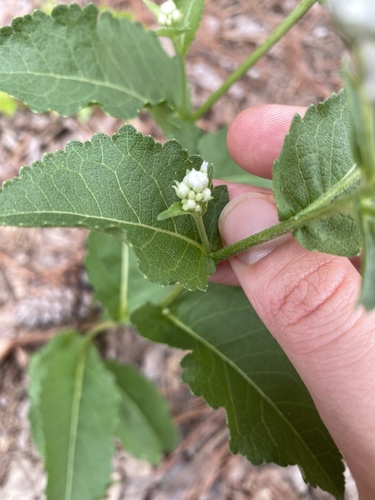 Wild Quinine detail