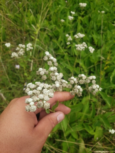 Wild Quinine detail