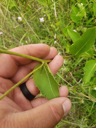 Wild Quinine detail