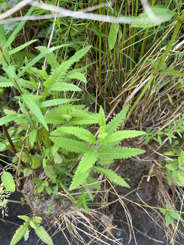 Swamp Lousewort detail