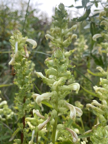 Swamp Lousewort detail