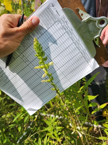 Swamp Lousewort detail