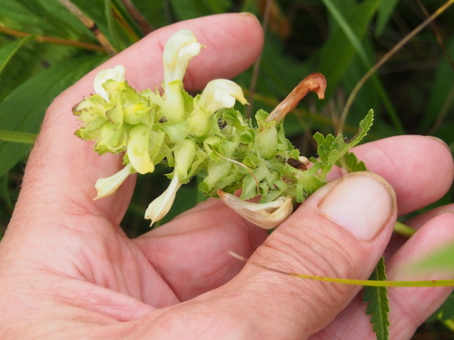 Swamp Lousewort detail