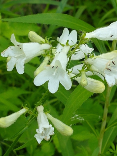 Foxglove Beardtongue detail