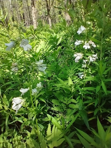Foxglove Beardtongue detail
