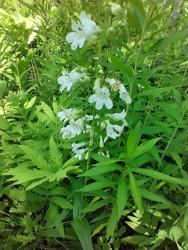 Foxglove Beardtongue detail